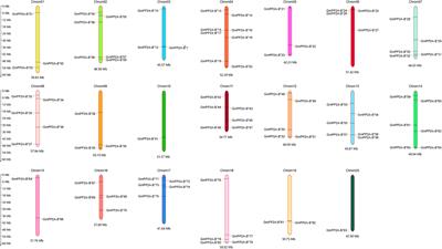 Genomic Analysis of Soybean PP2A-B′′ Family and Its Effects on Drought and Salt Tolerance